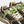 CRIME fugitive lime bolt
